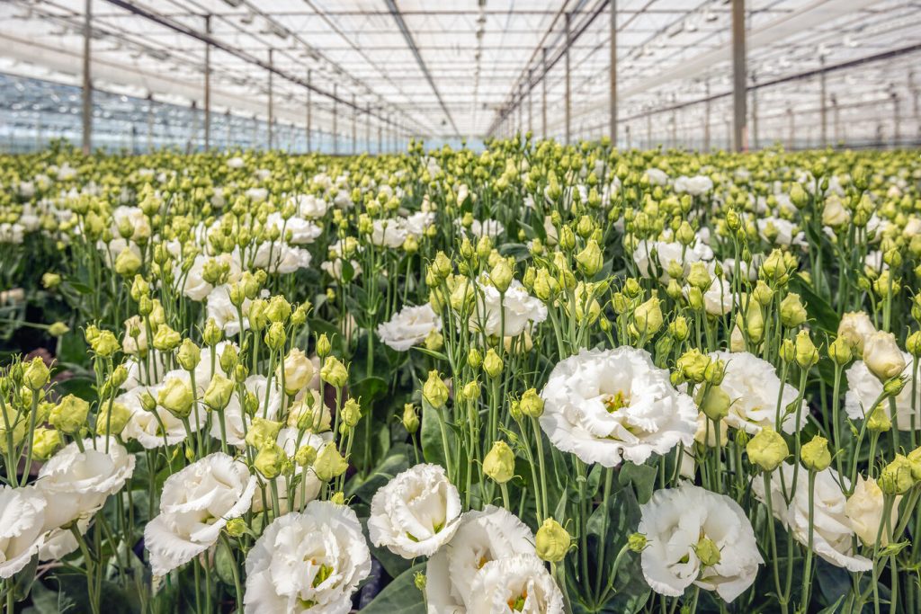 DD Flower export internationaal