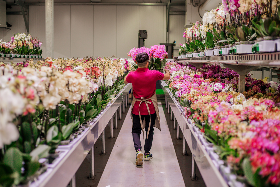 Verse snijbloemen exporteren naar het Midden-Oosten en Amerika door DD Flower Export.